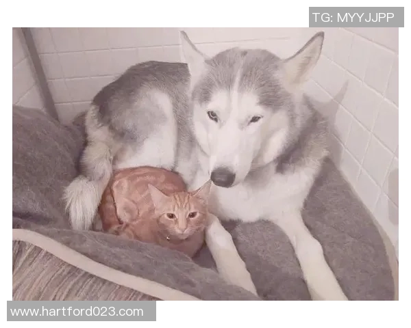 足球明星与他们的小狗：温馨生活背后的故事与情感纽带